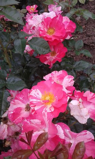 20160613_035414 - TRANDAFIRI 2016 II