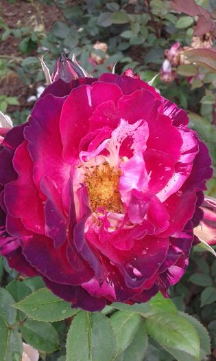 20160613_035349 - TRANDAFIRI 2016 II