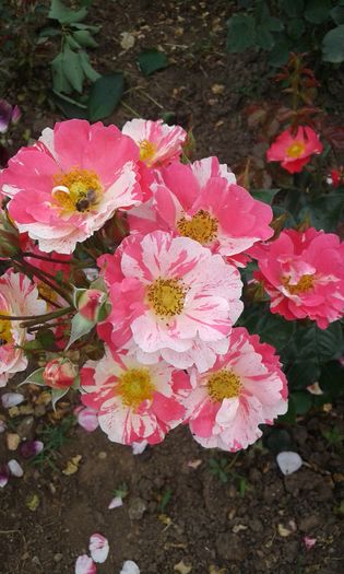 20160613_035300 - TRANDAFIRI 2016 II