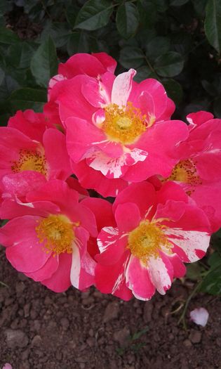 20160613_035214 - TRANDAFIRI 2016 II