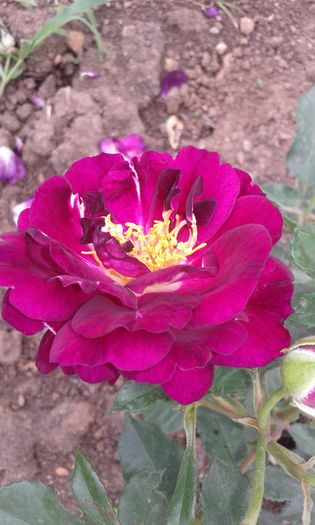 20160613_035126 - TRANDAFIRI 2016 II