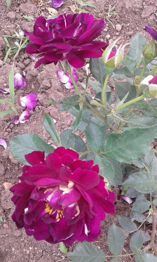 20160613_035121 - TRANDAFIRI 2016 II