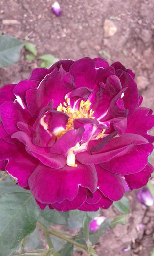 20160613_035005 - TRANDAFIRI 2016 II