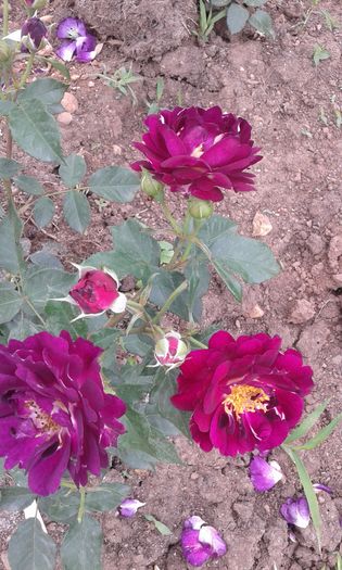 20160613_034959 - TRANDAFIRI 2016 II