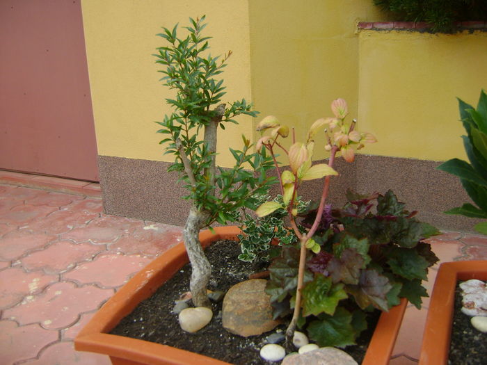 Rodiu & Corn & Heuchera & Euonymus fortunei "emerald gaiety"