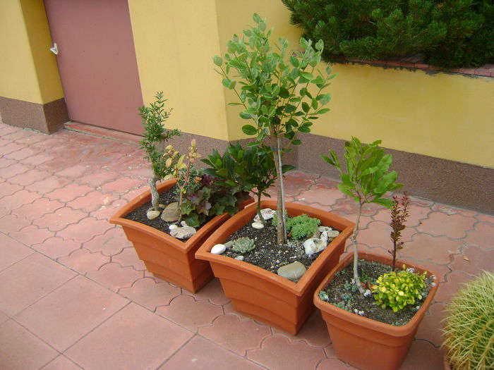 Feijoa & Dafin & Magnolia stellata & Berberis auriu