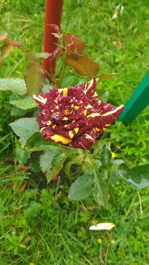 P_20160613_124003[1] - trandafiri