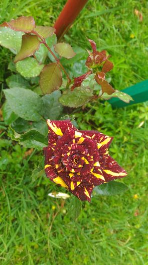 P_20160613_123959[1] - trandafiri