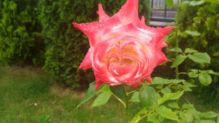 P_20160613_123938[1] - trandafiri