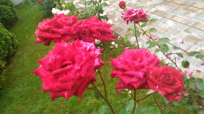 P_20160613_123923[1] - trandafiri