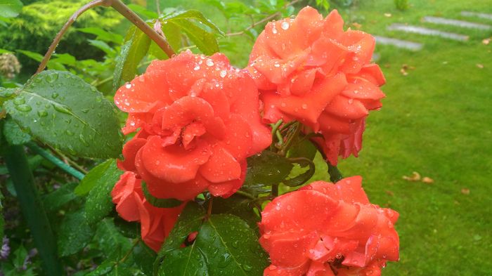 P_20160613_123758[1] - trandafiri