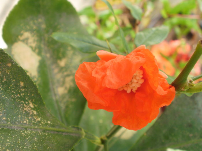  - Plante II