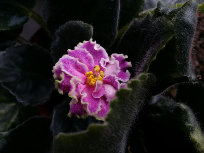 20160611_095352 - Plante in ghiveci 2016
