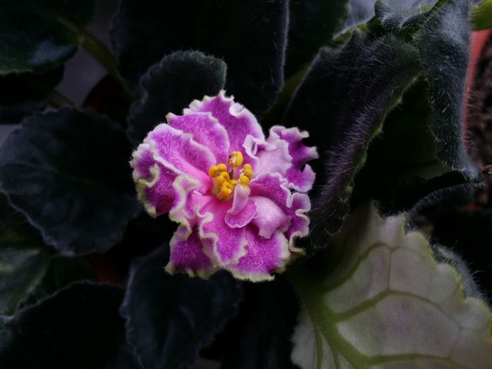 20160611_095406 - Plante in ghiveci 2016