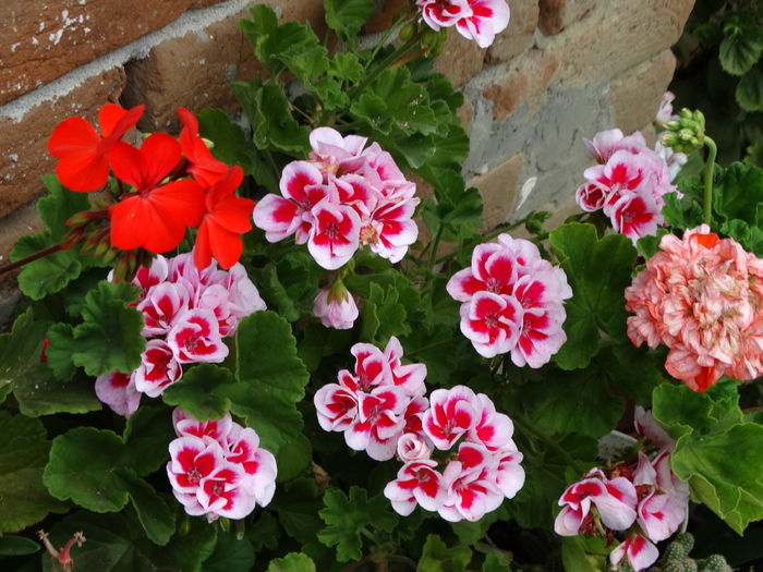 DSC07684 - Plante in ghiveci 2016