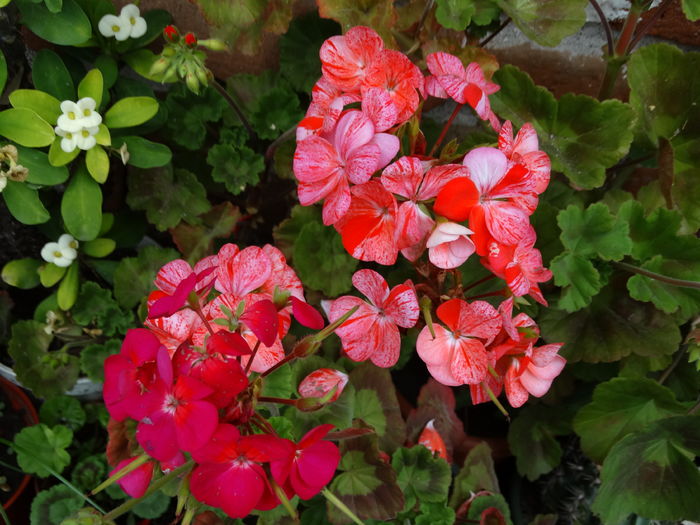 DSC07686 - Plante in ghiveci 2016