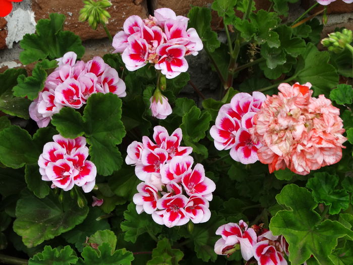 DSC07683 - Plante in ghiveci 2016