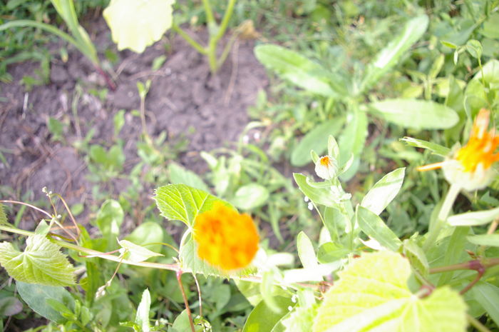 IMGP5345 - 1-emilia si vali