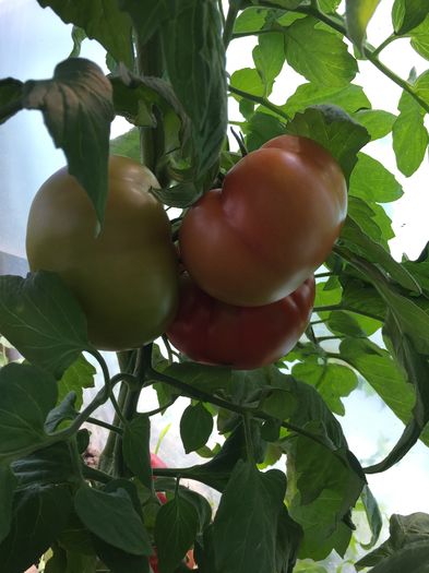 image - Tomate