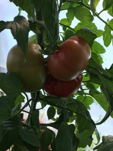 image - Tomate