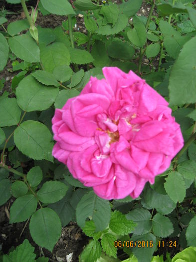 Picture 6250 - Trandafiri de dulceata