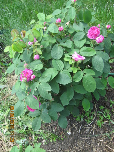 Picture 6252 - Trandafiri de dulceata