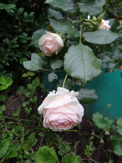 Eden Rose - Iunie I