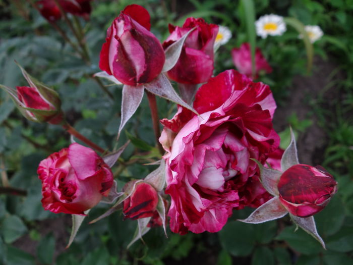 Belle de Segosa