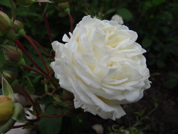 ...prima floare...