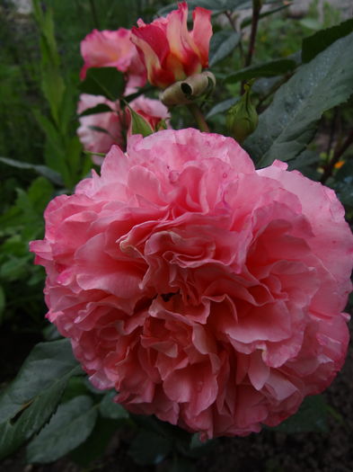 Augusta Louise