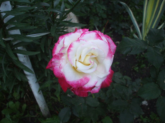 DSCF9768 - TRANDAFIRI