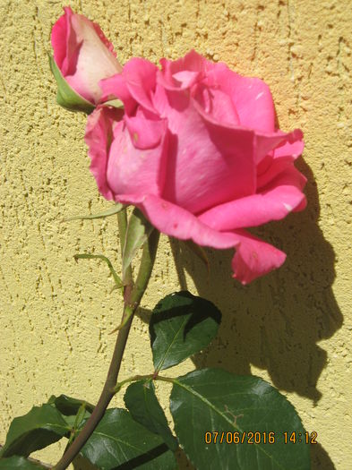 Picture 6271