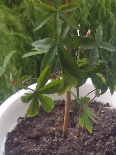 Passiflora caerulae - Plante exotice