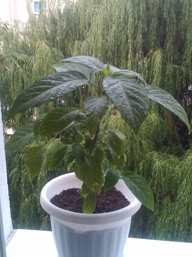 Brugmansia roz - Plante exotice