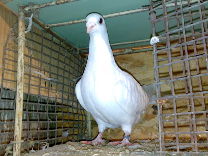 alb 2009m - porumbei voiajori albi