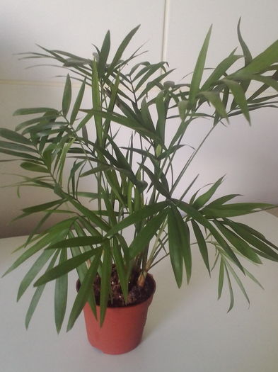 Chaemaedorea; mini planta
