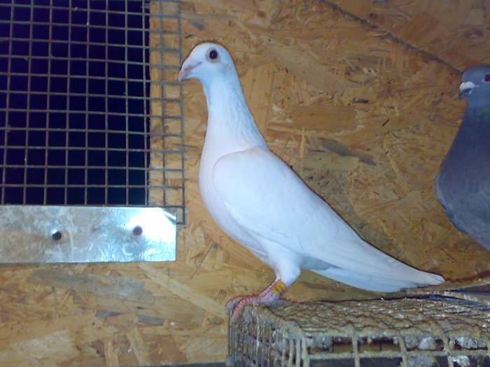 2009 m - porumbei voiajori albi