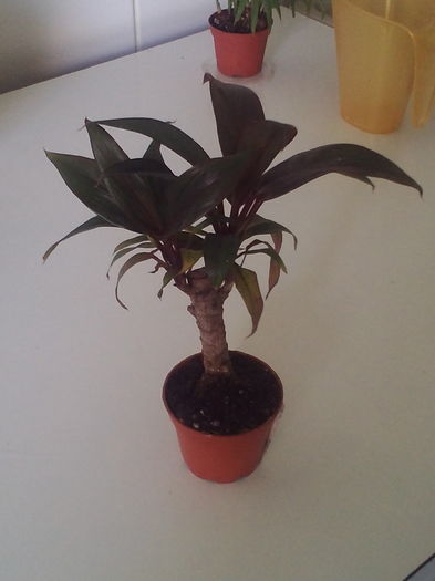 Cordyline; mini planta
