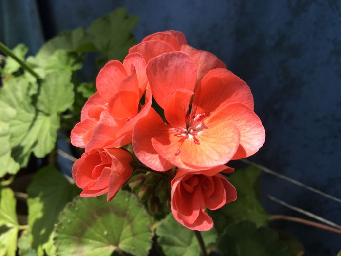 image - Florile mamei 2016