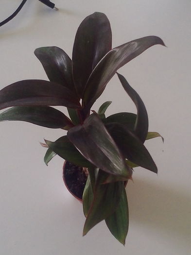 Cordyline detaliu; mini planta
