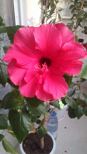 Hibiscus - Flori 2016