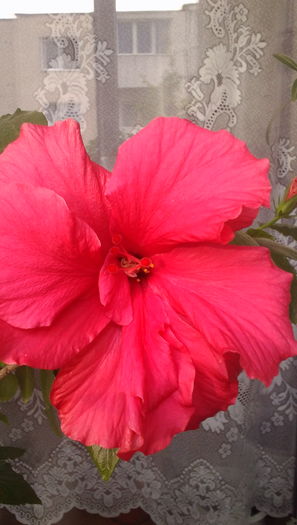 Hibiscus - Flori 2016