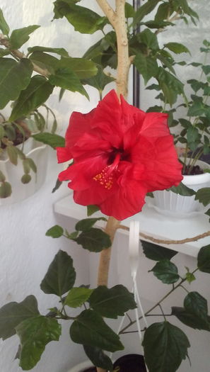 Hibiscus rosu - Flori 2016