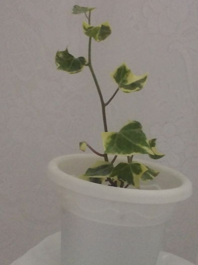 Hedera variegata; verde deschis  galben
