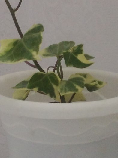 Hedera variegata - Flori 2016