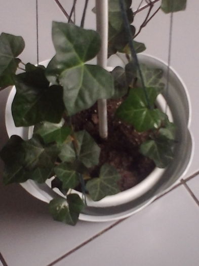 Hedera helix - Flori 2016