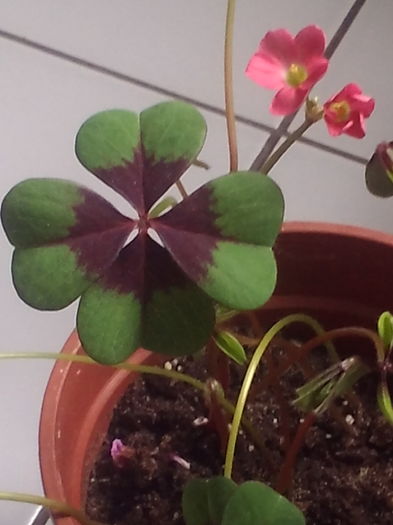 Oxalis - Flori 2016