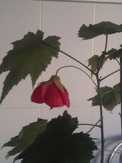 Abutilon-artar de camera