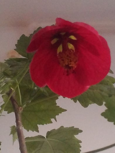 Abutilon - Flori 2016
