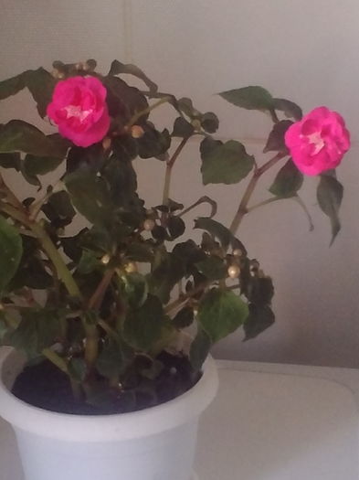 Impatiens - Flori 2016